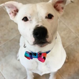 Meet your Posher, Victoria